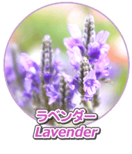 ラベンダー精油