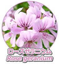 ローズゼラニウム精油