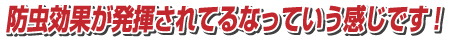防虫効果が発揮されてるなっていう感じです!