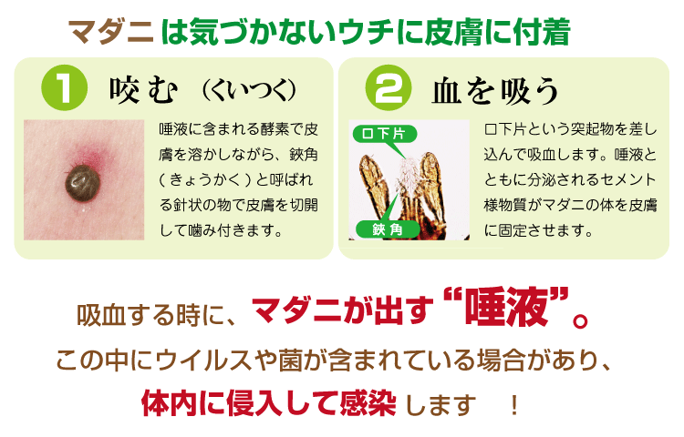 マダニ予防除菌スプレー 樟脳入り 野外活動必携アイテム バグガードｄｎ グリーン 単品