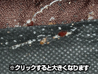 クリックすると拡大できます 害虫駆除・南京虫(ナンキンムシ、トコジラミ)・専門業者