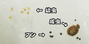 トコジラミ(南京虫)形態と生態