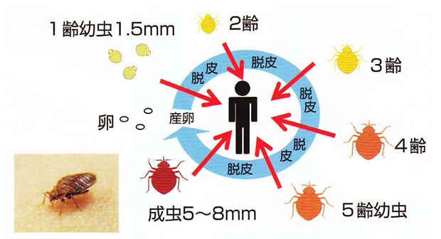 トコジラミ（南京虫）駆除･予防用エアゾール剤 「エヤローチA」説明