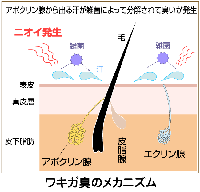 ワキガ 体臭対策に柿渋エキス配合の消臭スプレー Persinon パーシノンap 2本セット