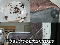 害虫駆除・南京虫(ナンキンムシ、トコジラミ)・専門業者