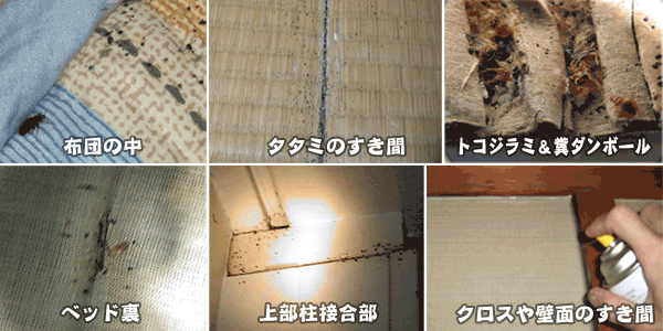 トコジラミ(南京虫)の潜伏場所